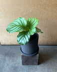Peacock Plant (Calathea Orbifolia) カラテア オルビフォリア