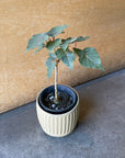 Ficus Petiolaris フィカス ペティオラリス
