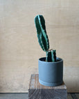 柱サボテン