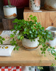 Parthenocissus sugarvine シュガーバイン