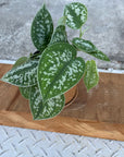 Satin Pothos スキンダプサス アルギラウス