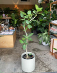 Ficus Audrey (Ficus benghalensis) フィカス ベンガレンシス