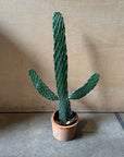 Consolea rubescens ウチワサボテン(スミエボシ)
