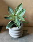 Philodendron 'Birkin' フィロデンドロン バーキン