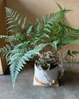 Squirrel's foot fern シノブ