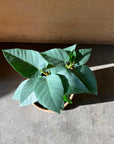 Ficus Palmeri フィカス パルメリー Size 4