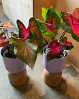 Caladium Assorted カラジウム アソート