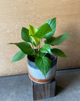 Homalomena 'Lemon Lime' ホマロメナ レモン Size 3