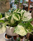 Pothos Status ポトス ステータス