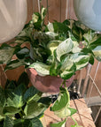 Pothos Status ポトス ステータス