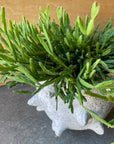 Rhipsalis Ewaldiana リプサリス エワルディアナ