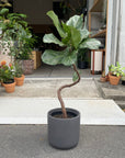 U-Planter ユープランター
