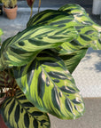 Calathea Jungle velvet カラテア マコヤナ