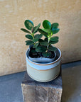 Ficus retusa ‘Panda’ パンダガジュマル