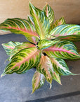 Aglaonema ‘Ten Carat’ アグラオネマ テンカラット Size 5