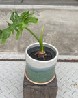 Philodendron 'Selloum' フィロデンドロン セローム