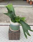 Staghorn ビカクシダ (コウモリラン)