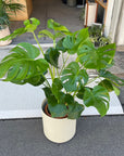Fruit Salad Plant (Monstera deliciosa) モンステラ デリシオーサ