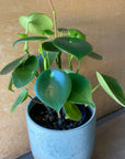 Coin Leaf Peperomia コインリーフぺペロミア