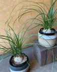 Ponytail Palm ポニーテールパーム トックリラン