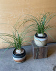 Ponytail Palm ポニーテールパーム トックリラン