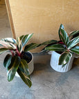 Calathea Stromanthe Triostar カラテア ストロマンテ トリオスター