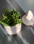 Rhipsalis Prismatica リプサリス プリスマティカ