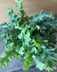 Phlebodium aureum ポリポジウム ・ダバナ Size 5
