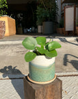 Pilea Peperomioides/Chinese Money Plant ピレア・ペペロミオイデス