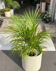 Golden cane palm アレカヤシ