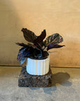 Peacock Plant Dottie カラテア ドッティ