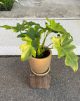 Philodendron 'Selloum' フィロデンドロン セローム