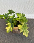 Philodendron 'Selloum' フィロデンドロン セローム
