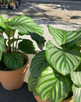 Peacock Plant (Calathea Orbifolia) カラテア オルビフォリア