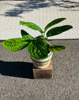 Monstera Shuttlecock モンステラ・ジェイド・シャトルコック