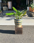 Monstera Shuttlecock モンステラ・ジェイド・シャトルコック