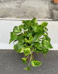 Pothos Devil's Ivy ポトス デビルズアイビー