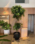 Ficus Amsterdam King(Ficus binnendykii) フィカス・アムステルダムキング