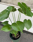 Fruit Salad Plant (Monstera deliciosa) モンステラ デリシオーサ