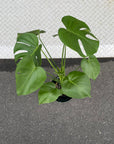 Fruit Salad Plant (Monstera deliciosa) モンステラ デリシオーサ