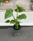 Fruit Salad Plant (Monstera deliciosa) モンステラ デリシオーサ