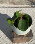 Pilea Peperomioides/Chinese Money Plant ピレア・ペペロミオイデス