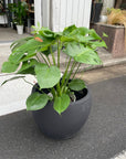 Fruit Salad Plant (Monstera deliciosa) モンステラ デリシオーサ