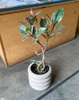 Ficus elastica 'tineke' フィカス・ティネケ
