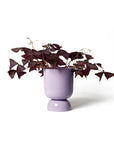 Goblet Planter Small By Lightly ゴブレットプランター S