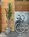 Esna Planter エスナプランター