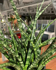 Snake Plant サンスベリア ファーンウッド