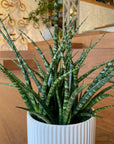 Snake Plant サンスベリア ファーンウッド