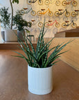 Snake Plant サンスベリア ファーンウッド