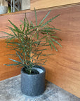 Schefflera elegantissima アラレヤ